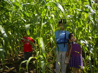 Children in the corn field